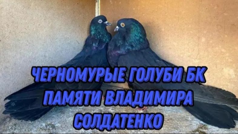 Черномурые (Черные) Жуки голуби Белой Калитвы смотреть онлайн