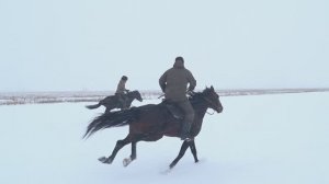 Лошади .Зимняя прогулка на жеребцах.