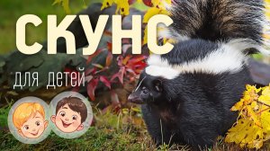 Скунс. Видео про животных для детей 3+
