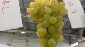 Виноград Красноярска. Сергей Будрис.Лекция  7 февраля 10.00 ул.Мира85.Союз садоводов.