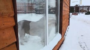 Шерхан нашел себе кандидата погретьсяпробежаться 24012026г