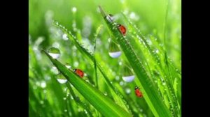 Твой старый хрыч бренчит на лире. Песня Евгения Гордеева.