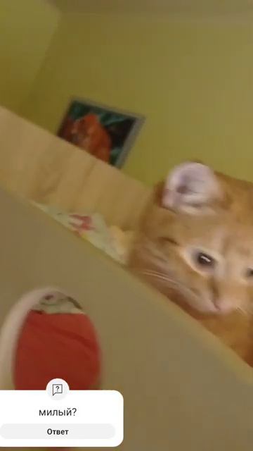 cat [get.gt](2) смотреть онлайн