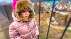 Ангелина ОЧЕНЬ СОСКУЧИЛАСЬ по  львам и несмотря на холод идет их проведать! И львы приходят к ней!