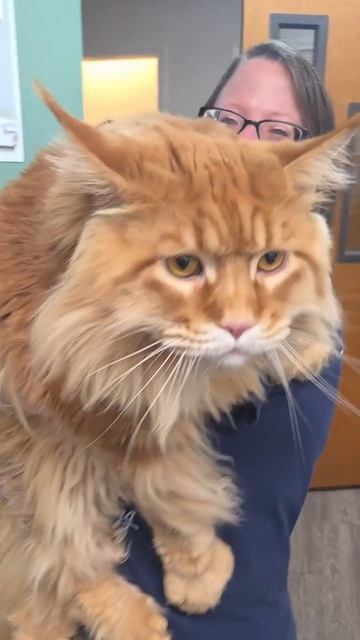 Так выглядит 15-килограммовый мейн-кун по кличке Теодор — он почти 130 см в длину смотреть онлайн