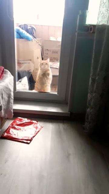 просится с балкона [get.gt] смотреть онлайн