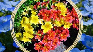 Интересные красивоцветущие однолетние растения. Сальпиглоссис / Немофила / Сцевола / Портулак и др.