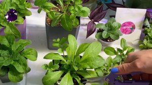 Посев петунии и дальнейший уход советы агронома