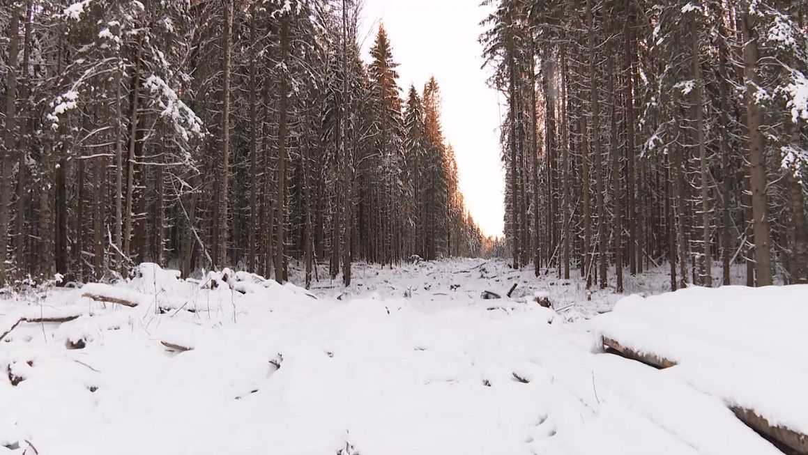 Сезон охоты на кабана, пушных зверей и птиц открылся в Вологодской области смотреть онлайн