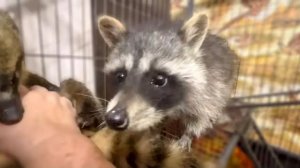 Сеня с Шариком ТАКИЕ ЛАСКОВЫЕ, нам тяжело с ними расставаться, но мы поем веселую песню)))