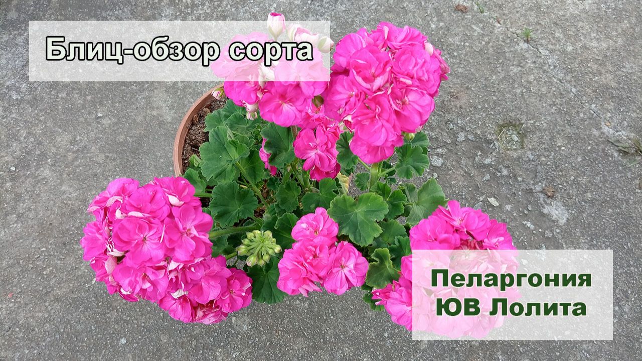 Блиц-обзор сорта пеларгонии ЮВ Лолита. Красота, которая не сразу раскрылась мне! смотреть онлайн