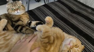 созданы друг для друга