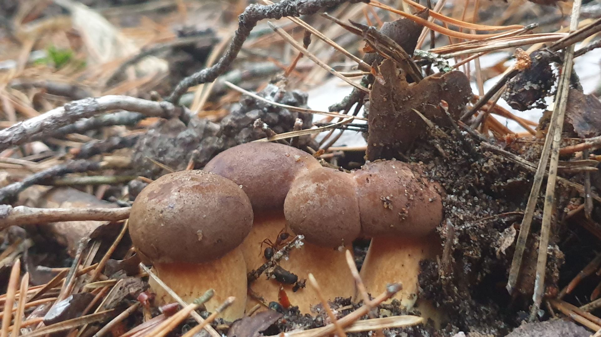 ПОЛЬСКИЕ ГРИБЫ И РЫЖИК МУТАНТ ! смотреть онлайн