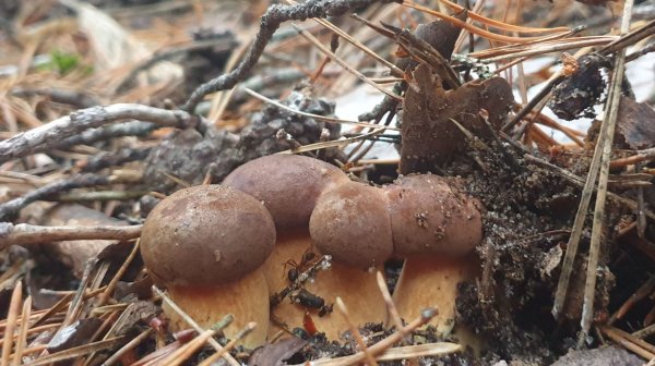 ПОЛЬСКИЕ ГРИБЫ И РЫЖИК МУТАНТ !