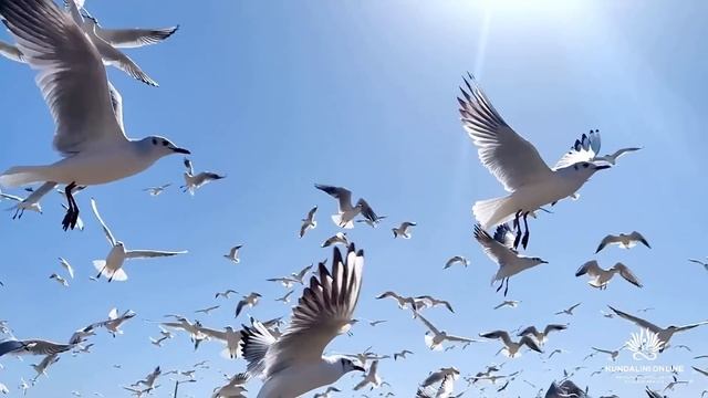 Женская энергия. Мантра смотреть онлайн