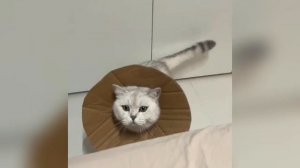 СМЕШНЫЕ ВИДЕО ПРО КОШЕК