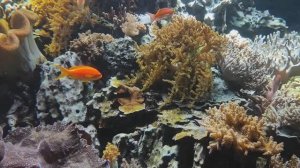 Красивые рыбки в аквариуме. Рыбки. Аквариумные рыбки. Релакс