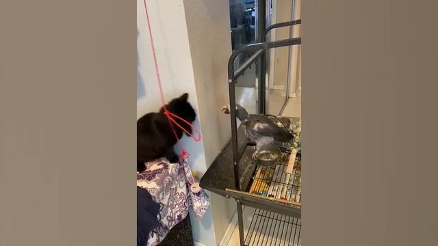 Смешные видео про котов 😸