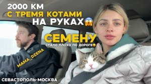 Наше путешествие на машине с тремя котами и ребенком!