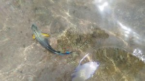 рыбки у берега в Шарм-эль-Шейх