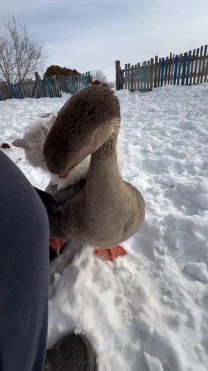 Такая вот Белоснежка