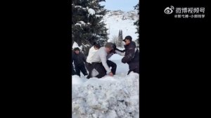 Снежный барс атаковал туристку в Китае