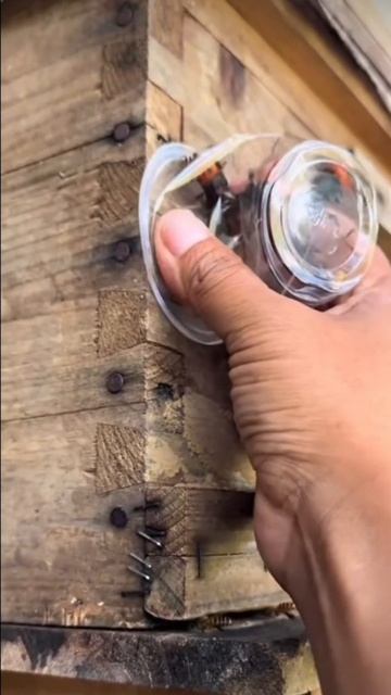 осы мутанты #насекомые#ужасы#пчелы#осы смотреть онлайн