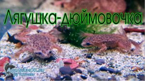 Карликовая лягушка гименохирус