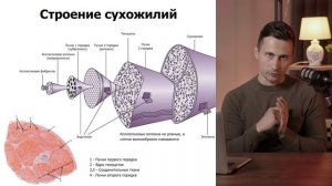 33. Сухожилия. Строение, виды, функции, энергия упругой деформации