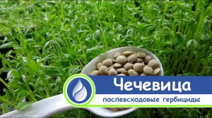 Защита чечевицы. Послевсходовые гербициды. Опыт применения.