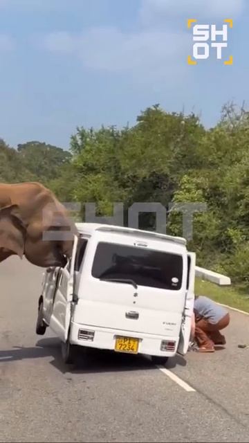 Дикий слон едва не растерзал российских туристов на Шри-Ланке смотреть онлайн