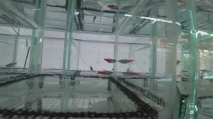 Неон и Тернеция на нерест