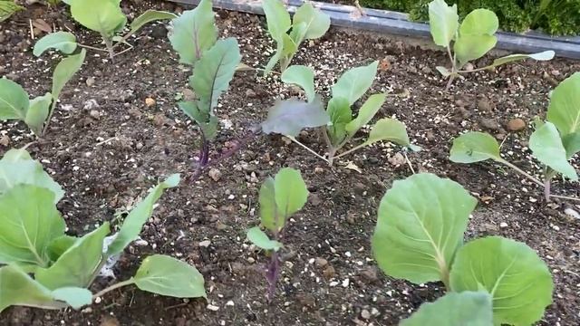 Сажаем капусту правильно с агрономом