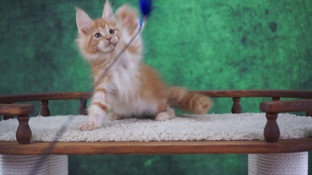 Jessika 2,5 месяца смотреть онлайн