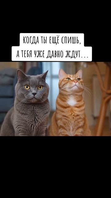 котовасия