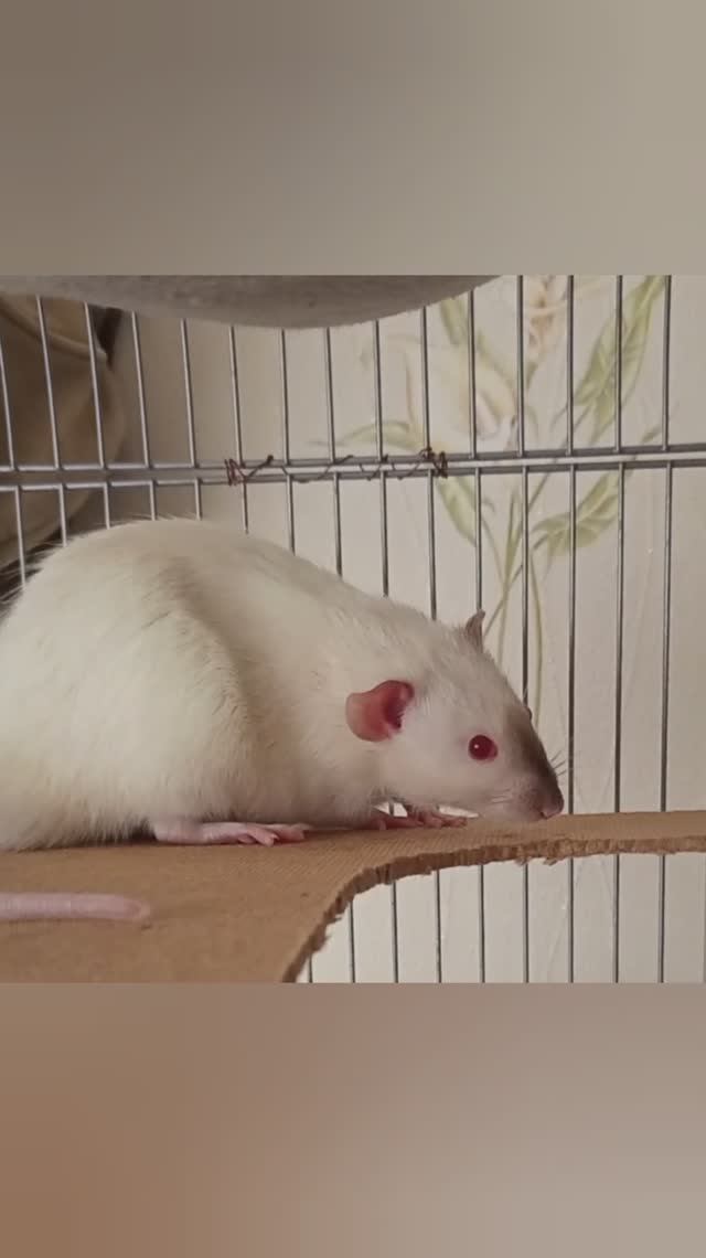 #животные #грызуны #крысы