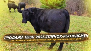 Продажа телят 2025. Первый в хозяйстве теленок-рекордсмен Ангус