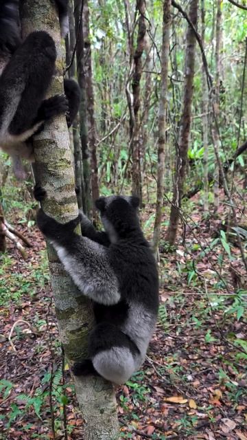 Так выглядят и звучат самые большие лемуры на планете — индри. Эти приматы живут в тропических лесах смотреть онлайн