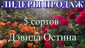 ЛИДЕРЫ  ПРОДАЖ 2025 ГОДА! 5 сортов Дэвида Остина