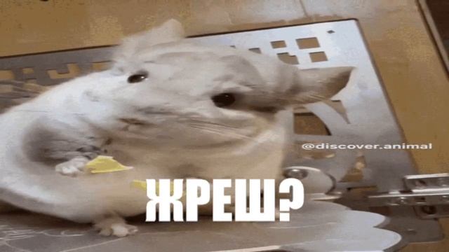 ШИНШИЛА КУШАЕТ #2 | KEK смотреть онлайн