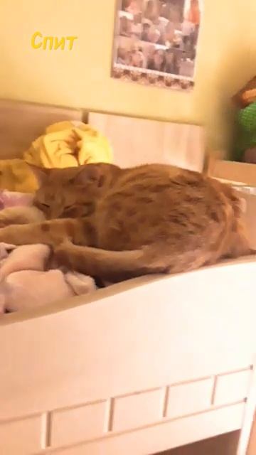 котик спит [get.gt]