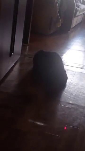 кошка [get.gt] смотреть онлайн