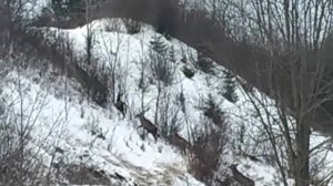 рогачи выбегают на дорогу