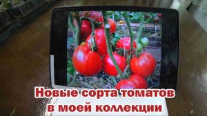 Обзор семян коллекционных томатов