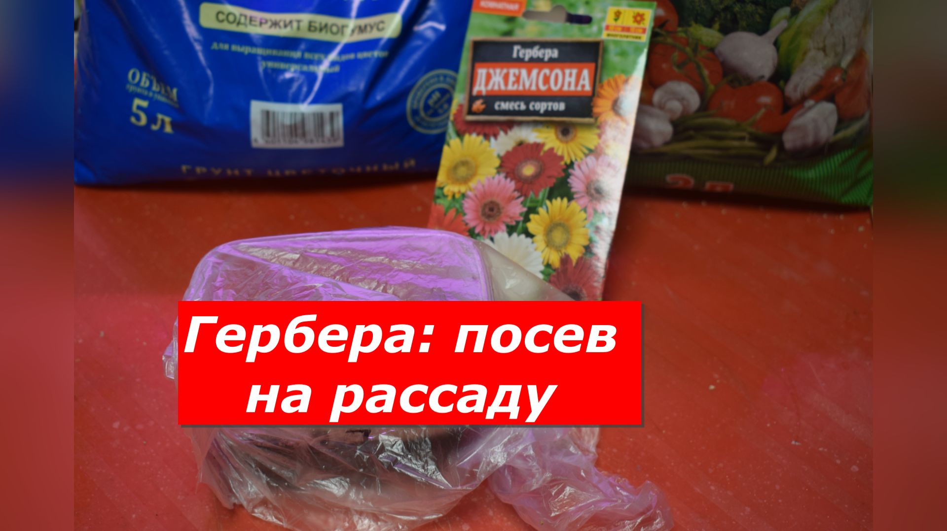 Когда и как сеять герберу на рассаду? смотреть онлайн