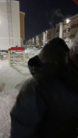 Когда Амир устроился ветеринаром 🤣🤣🤣