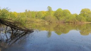 Концерт лягушек