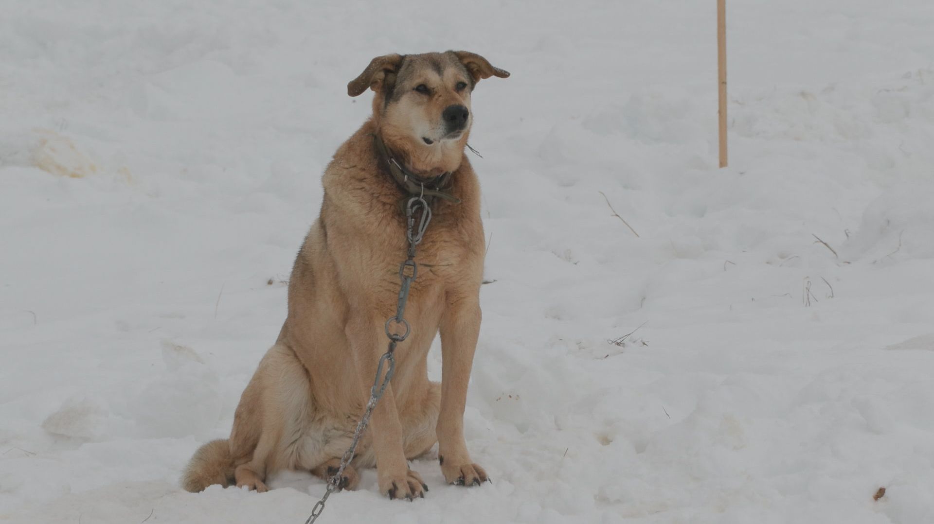 ДОБРО С ЛОПАТОЙ В РУКАХ смотреть онлайн