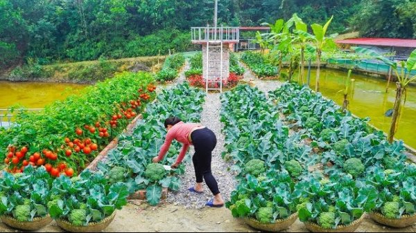 Собираю цветную капусту через 3 месяца после посадки, на продажу. Сажаю новый урожай. Ли Фук