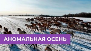 ВЗЯЛИ КРОВЬ У ЛОШАДЕЙ | АНОМАЛЬНАЯ ОСЕНЬ | БУДНИ ФЕРМЕРА